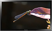 Panasonic TH-103VX200W