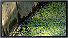 Panasonic TH-152UX1